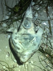 Ogcocephalus cubifrons
