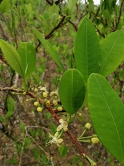 Erythroxylum coca