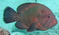 Cephalopholis sonnerati