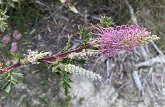 Grevillea acanthifolia