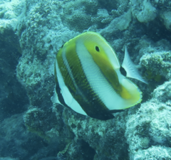 Coradion chrysozonus