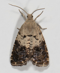 Cydia fletcherana