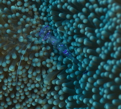 Ancylomenes sarasvati