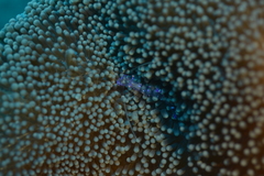 Stichodactyla mertensii