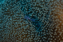 Ancylomenes sarasvati