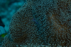 Ancylomenes sarasvati