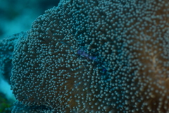 Ancylomenes sarasvati