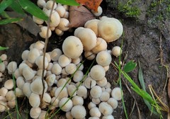 Pholiota angustipes