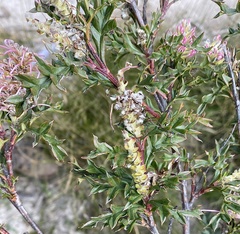 Grevillea acanthifolia
