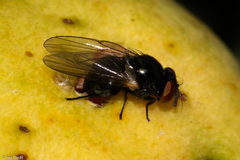 Neosilba