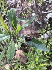 Pachycoris klugii