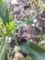 Pachycoris klugii