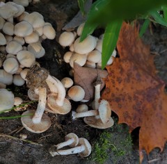 Pholiota angustipes