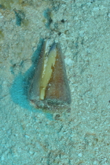 Conus virgo image