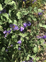 Solanum umbelliferum