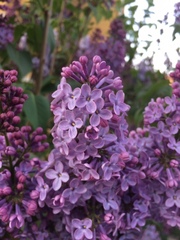 Syringa