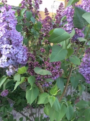 Syringa