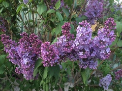 Syringa