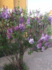 Syringa