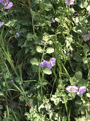Solanum umbelliferum