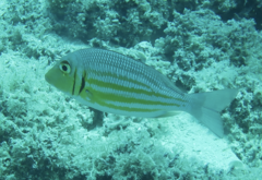 Lethrinus ornatus
