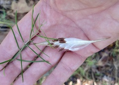 Asclepias linearis