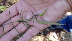 Asclepias linearis