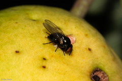 Neosilba