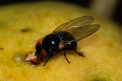 Neosilba