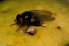 Neosilba