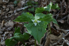 Trillium tschonoskii