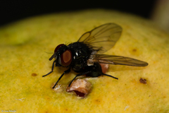 Neosilba