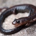 Shenandoah Mountain Salamander - Photo (c) RD, some rights reserved (CC BY-NC), uploaded by RD