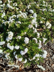 Veronica diosmifolia