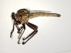 Proctacanthus gracilis