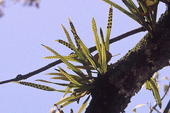 Lepisorus thunbergianus