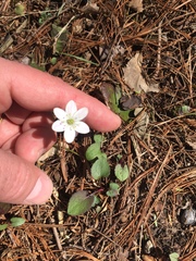 Hepatica americana