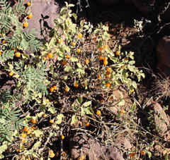 Solanum tomentosum tomentosum