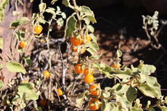 Solanum tomentosum tomentosum