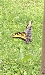 Papilio glaucus