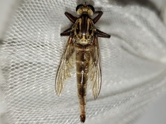 Proctacanthus gracilis