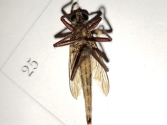 Proctacanthus gracilis