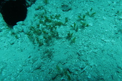 Halophila ovalis
