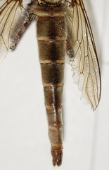 Proctacanthus gracilis