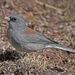 Gray-headed Junco - Photo (c) Jerry Oldenettel, some rights reserved (CC BY-NC-SA)