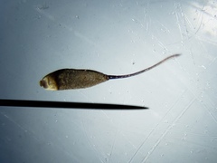 Proctacanthus gracilis