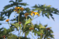 Forpus xanthopterygius