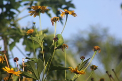 Forpus xanthopterygius