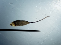 Proctacanthus gracilis