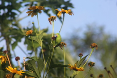 Forpus xanthopterygius